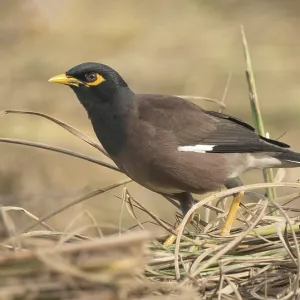 Un Myno Común (Acridotheres tristis) en Sreepur, Gazipur, Bangladesh.
