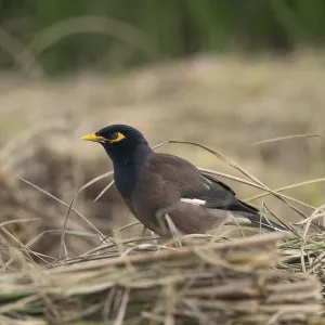 Un Myno Común (Acridotheres tristis), Sreepur, Gazipur, Bangladesh.