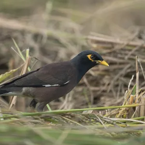 Un Myno Común (Acridotheres tristis), Sreepur, Gazipur, Bangladesh