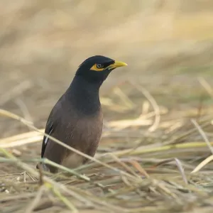 Un Myno Común (Acridotheres tristis), Sreepur, Gazipur, Bangladés.