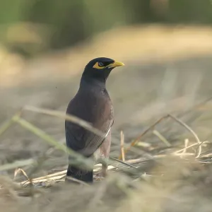 Un Myná Común (Acridotheres tristis) en Sreepur, Gazipur, Bangladesh.