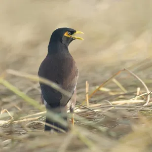 Un Myná Común (Acridotheres tristis), Sreepur, Gazipur, Bangladesh