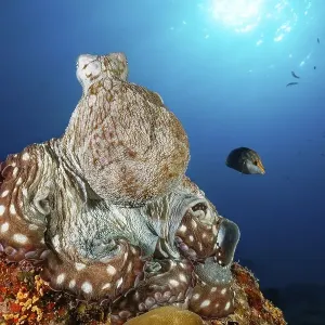 Common Octopus (Octopus vulgaris) Common Octopus (Octopus vulgaris)