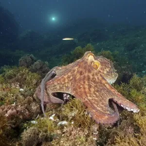 A Common Octopus (Octopus vulgaris) A Common Octopus (Octopus vulgaris)