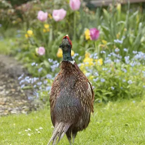 Common pheasant (Phasianus colchicus) adult male game bird calling in a garden in spring