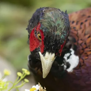 Common pheasant (Phasianus colchicus) adult male game bird in a garden