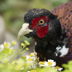 Common pheasant (Phasianus colchicus) adult male game bird amongst garden daisy flowers