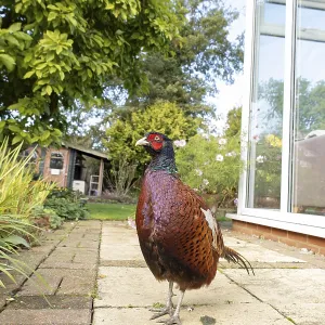 Common pheasant (Phasianus colchicus) adult male game bird on a garden patio in summer