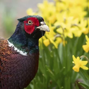 Common pheasant (Phasianus colchicus) adult male game bird in a garden in spring