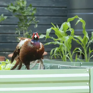 Common pheasant (Phasianus colchicus) adult male game bird on a garden vegetable raised bed in summer