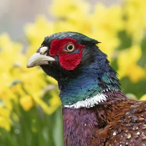 Common pheasant (Phasianus colchicus) adult male game bird head portrait