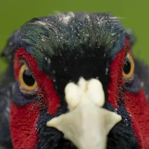 Common pheasant (Phasianus colchicus) adult male game bird head portrait