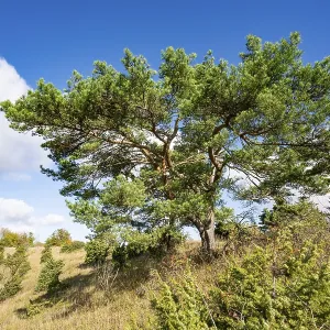 Common pine (Pinus sylvestris)