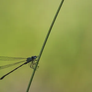 Common Pond Damselfly (Lestes sponsa)