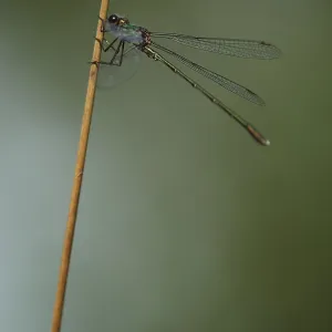 Common Pond Damselfly (Lestes sponsa)
