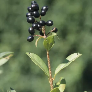 Common privet (Ligustrum vulgare)