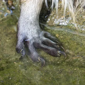 Common raccoon (Procyon lotor)