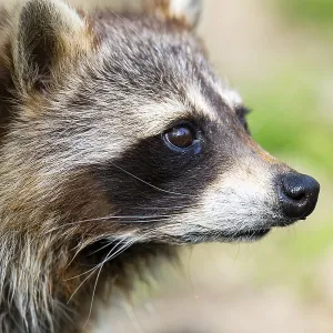 Common raccoon (Procyon lotor)