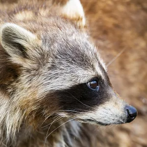 Common raccoon (Procyon lotor)
