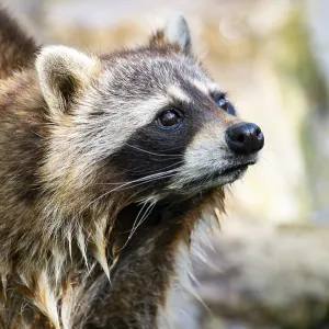 Common raccoon (Procyon lotor)