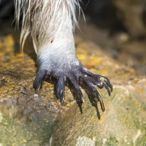 Common raccoon (Procyon lotor)