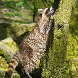 Common raccoon (Procyon lotor) climbing up a tree