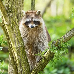 Common raccoon (Procyon lotor) climbing up a tree
