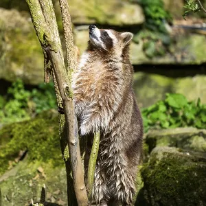 Common raccoon (Procyon lotor) climbing up a tree