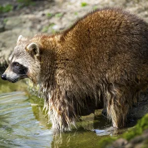 Common raccoon (Procyon lotor) standing on the ground