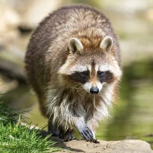Common raccoon (Procyon lotor) walking on the ground