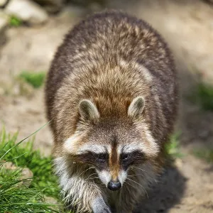 Common raccoon (Procyon lotor) walking on the ground