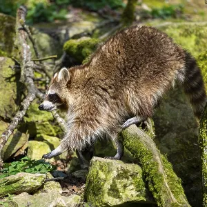 Common raccoon (Procyon lotor) walking on the ground
