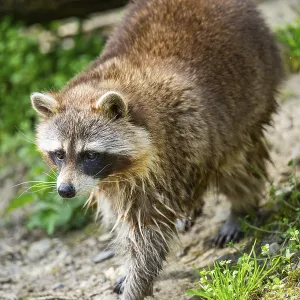 Common raccoon (Procyon lotor) walking on the ground
