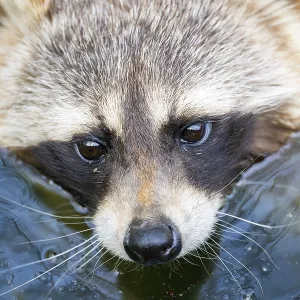 Common raccoon (Procyon lotor) in the water of a little lake