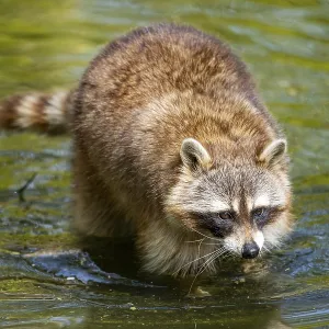 Common raccoon (Procyon lotor) in the water of a little lake
