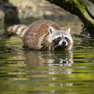 Common raccoon (Procyon lotor) in the water of a little lake