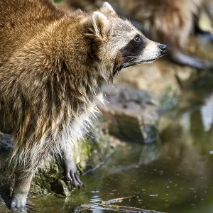 Common raccoon (Procyon lotor) on the watershore
