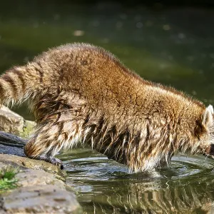 Common raccoon (Procyon lotor) on the watershore