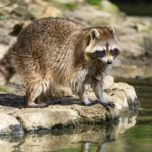 Common raccoon (Procyon lotor) on the watershore