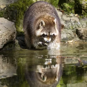 Common raccoon (Procyon lotor) on the watershore