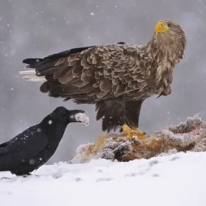 Common raven (Corvus corax) and White-tailed eagle (Haliaeetus albicilla) on fox carcasses Common raven (Corvus corax) and White-tailed eagle (Haliaeetus albicilla) on fox carcasses