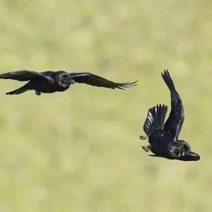 Common ravens (Corvus corax), flying games Common ravens (Corvus corax), flying games