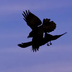 Common ravens (Corvus corax), flying games Common ravens (Corvus corax), flying games