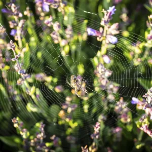 Common sage (Salvia officinalis) in bloom