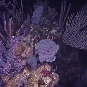 Common sea fan (Gorgonia ventalina)