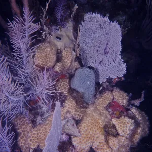 Common sea fan (Gorgonia ventalina)