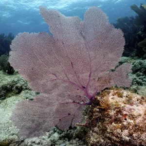 Common sea fan (Gorgonia ventalina)