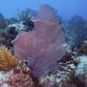 Common sea fan (Gorgonia ventalina)