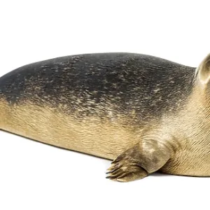 Common seal pup, Phoca vitulina