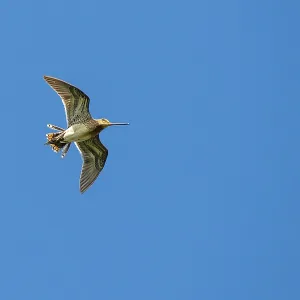 Common Snipe in mating flight, Lembruch Common Snipe in mating flight, Lembruch
